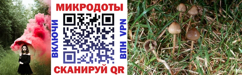 Купить где  Крымск  Псилоцибиновые грибы Psilocybe 