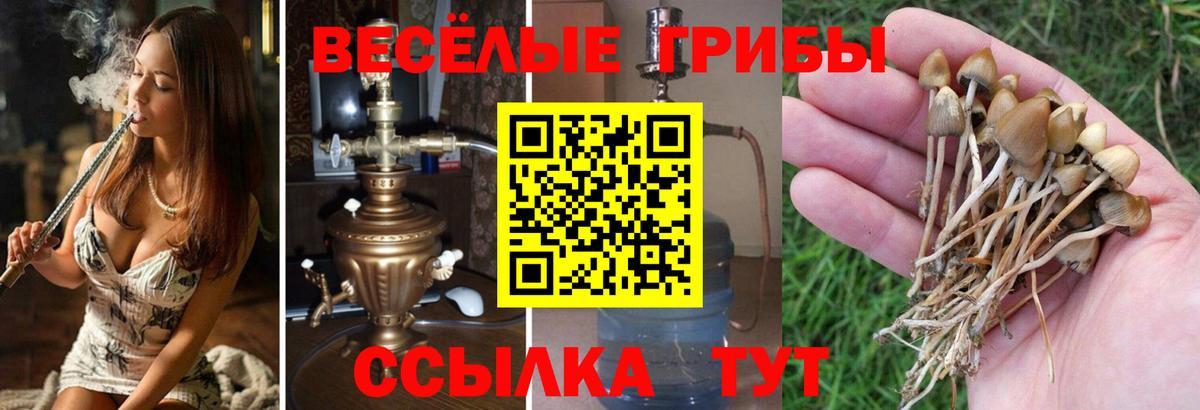 Псилоцибиновые грибы Psilocybe  Крымск 